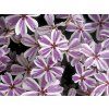 56055 plamenka sidlovita candy striped phlox subulata candy striped