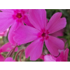 43a434188f31838b