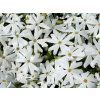 Plaménka šídlovitá 'Maischnee' - Phlox subulata 'Maischnee'  Phlox subulata 'Maischnee'