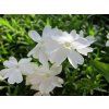Plaménka šídlovitá 'Maischnee' - Phlox subulata 'Maischnee'  Phlox subulata 'Maischnee'