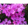56163 3 plamenka sidlovita zwergenteppich phlox subulata zwergenteppich