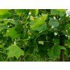 Platan javorolistý  Platanus x hispanica, Platanus acerifolia