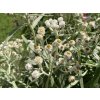 56256 1 plesnivka perlova anaphalis margaritacea