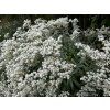 Plesnivka trojžilná 'Sommerschnee'  Anaphalis triplinervis 'Sommerschnee'