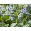 Plicník 'Moonshine'  - Pulmonaria 'Moonshine'  Pulmonaria 'Moonshine'