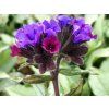 Plicník dlouholistý 'Diana Clare' - Pulmonaria longifolia 'Diana Clare'  Pulmonaria longifolia'Diana Clare'