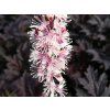 Ploštičník hroznatý 'Pink Spike' - Cimicifuga racemosa 'Pink Spike'  Cimicifuga racemosa 'Pink Spike'
