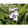 Tradescantia x andersoniana 'Osprey' (1)