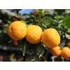 Pomerančovník 'Chinotto'  Citrus myrtifolia 'Chinotto'