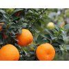 Pomerančovník 'Chinotto'  Citrus myrtifolia 'Chinotto'