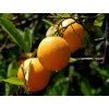 arancio