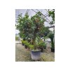 Pomerančovník čínský 'Arancio'  Citrus x sinensis 'Arancio'