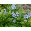 Pomněnka bahenní - Myosotis palustris  Myosotis palustris
