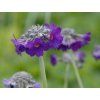Prvosenka hlavatá - Primula capitata subsp. mooreana  Primula capitata ssp.moreana