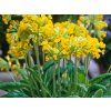 Prvosenka jarní - Primula veris  Primula veris