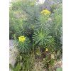 Pryšec chvojka - Euphorbia cyparissias  Euphorbia cyparissias