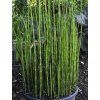 Přeslička zimní 'Robustum' - Equisetum hyemale 'Robustum'  Equisetum hyemale 'Robustum'