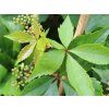 Přísavník pětilistý var. engelmannii  Parthenocissus quinquefolia var. engelmanii