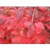 Přísavník pětilistý var. murorum  Parthenocissus quinquefolia var. murorum