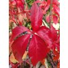Přísavník pětilistý 'Red Wall'  Parthenocissus quinquefolia 'Red Wall'