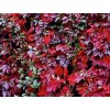 Přísavník pětilistý 'Red Wall'  Parthenocissus quinquefolia 'Red Wall'