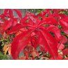 Přísavník pětilistý 'Red Wall'  Parthenocissus quinquefolia 'Red Wall'