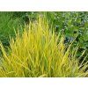 57369 57369 alopecurus prat aureovariegatus