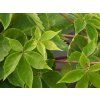 Přísavník pětilistý 'Yellow Wall'  Parthenocissus quinquefolia 'Yellow Wall'