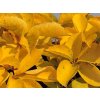 Přísavník pětilistý 'Yellow Wall'  Parthenocissus quinquefolia 'Yellow Wall'