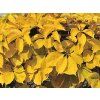 Přísavník pětilistý 'Yellow Wall'  Parthenocissus quinquefolia 'Yellow Wall'