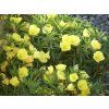 Pupalka velkoplodá (missouriensis) - Oenothera macrocarpa (missouriensis)  Oenothera macrocarpa (missouriensis)