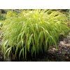Rákosovka velká 'All Gold' - Hakonechloa macra 'All Gold'  Hakonechloa macra 'All Gold'