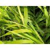 Rákosovka velká 'All Gold' - Hakonechloa macra 'All Gold'  Hakonechloa macra 'All Gold'