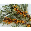 Rakytník řešetlákový 'Altajská'  Hippophae rhamnoides 'Altajská'