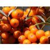 Rakytník řešetlákový 'Altajská'  Hippophae rhamnoides 'Altajská'
