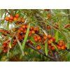 Rakytník řešetlákový 'Aromat'  Hippophae rhamnoides ´Aromat´
