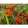 Rakytník řešetlákový 'Aromat'  Hippophae rhamnoides ´Aromat´