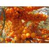 Rakytník řešetlákový 'Klaudie'  Hippophae rhamnoides 'Klaudie'