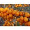 Rakytník řešetlákový 'Leikora'  Hippophae rhamnoides 'Leikora'
