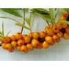 Rakytník řešetlákový 'Nela'  Hippophae rhamnoides 'Nela'