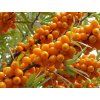Rakytník řešetlákový 'Nela'  Hippophae rhamnoides 'Nela'