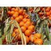Rakytník řešetlákový 'Pantělejevská'  Hippophae rhamnoides 'Pantělejevská'