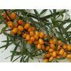 Rakytník řešetlákový 'Podruga'  Hippophae rhamnoides 'Podruga'