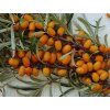 Rakytník řešetlákový 'Rosinka'  Hippophae rhamnoides 'Rosinka'
