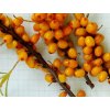 Rakytník řešetlákový 'Žemčužina'  Hippophae rhamnoides 'Žemčužina'