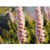 Rdesno příbuzné 'Donald Lowndes' - Polygonum affine 'Donald Lowndes'  Polygonum affine 'Donald Lowndes'