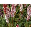 Rdesno příbuzné 'Donald Lowndes' - Polygonum affine 'Donald Lowndes'  Polygonum affine 'Donald Lowndes'