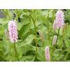 Rdesno bistorta 'Superbum' - Polygonum bistorta'Superbum'  Polygonum bistorta 'Superbum'