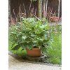 Rdesno bistorta 'Superbum' - Polygonum bistorta'Superbum'  Polygonum bistorta 'Superbum'