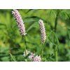 Rdesno bistorta 'Superbum' - Polygonum bistorta'Superbum'  Polygonum bistorta 'Superbum'